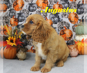 Cavalier King Charles Spaniel Puppy for sale in CHANUTE, KS, USA