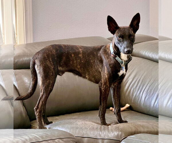 Medium Photo #4 Holland Shepherd-Unknown Mix Puppy For Sale in Newport Beach, CA, USA