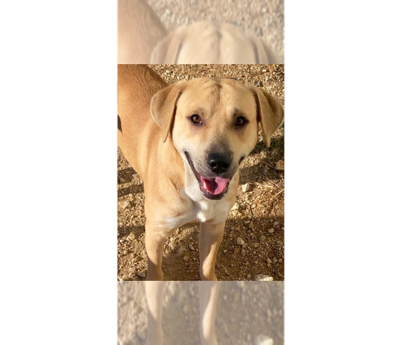 Medium Photo #11 Labrador Retriever-Unknown Mix Puppy For Sale in Brewster, NY, USA