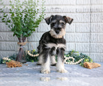 Small Photo #27 Schnauzer (Miniature) Puppy For Sale in BALTIC, OH, USA