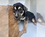 Small Labrador Retriever Mix