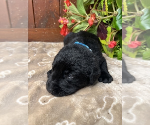 Medium Photo #2 Labrador Retriever Puppy For Sale in NEOLA, WV, USA