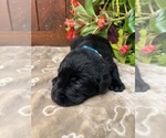Small #1 Labrador Retriever