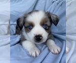 Small Photo #2 Miniature Australian Shepherd Puppy For Sale in BRANDON, MS, USA
