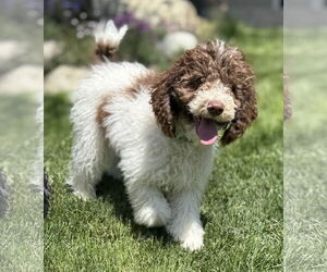 Poodle (Standard) Dogs for adoption in Sandy, UT, USA