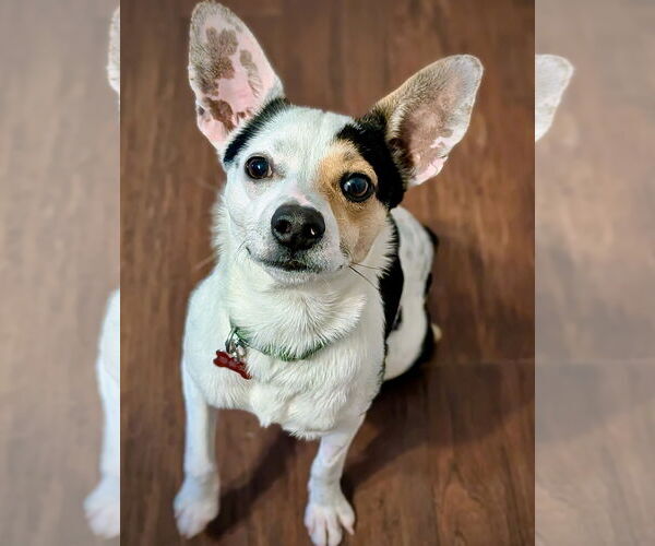 Medium Photo #4 Rat-Cha Puppy For Sale in Atlanta, GA, USA