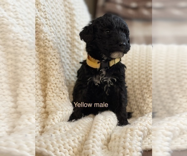 Medium Photo #2 Labradoodle Puppy For Sale in LIBERTY, IL, USA