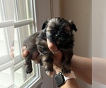 Puppy Puppy 1 Izzy Pomeranian-ShihPoo Mix