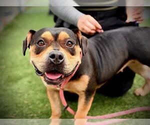 *SUSAN - Female Mutt Dog for Adoption