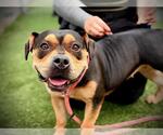 *SUSAN - Female Mutt Dog for Adoption - Small photo
