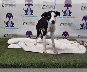 Labrador Retriever-Unknown Mix Dogs for adoption in Orlando, FL, USA