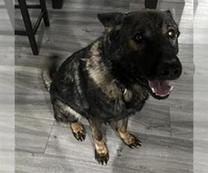 German Shepherd Dog Dogs for adoption in Camarillo, CA, USA