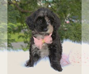 Schnoodle (Miniature) Puppy for sale in DUNDEE, NY, USA