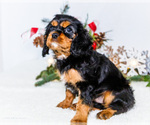 Small Photo #5 Cavalier King Charles Spaniel Puppy For Sale in WAKARUSA, IN, USA