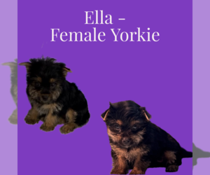 Yorkshire Terrier Puppy for sale in AZLE, TX, USA