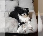 Small Shih Tzu Mix