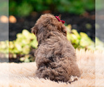 Small Photo #56 Yorkipoo Puppy For Sale in WARSAW, IN, USA