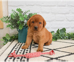 Small #3 Labrador Retriever