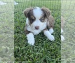 Puppy Puppy 4 Orange Miniature Australian Shepherd