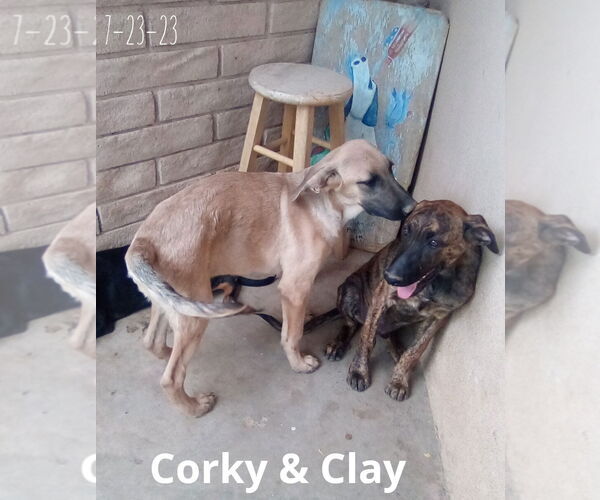 Medium Photo #11 Mutt Puppy For Sale in Apple Valley, CA, USA