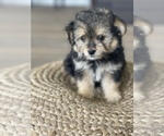Small Photo #4 Aussie-Corgi-Poodle (Toy) Mix Puppy For Sale in CENTRALIA, IL, USA