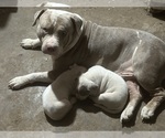 Small American Bully