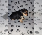 Small #3 Morkie