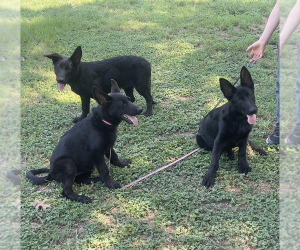 Medium Photo #7 German Shepherd Dog Puppy For Sale in WACO, TX, USA
