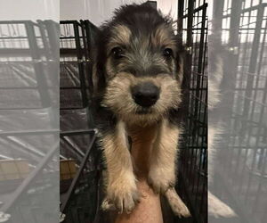 Poodle (Standard)-Unknown Mix Dogs for adoption in Grafton, WI, USA