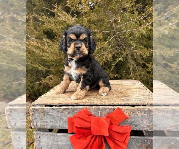 Medium Photo #1 Cocker Spaniel Puppy For Sale in MIDDLEBURY, IN, USA