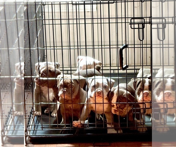 Medium Photo #25 Olde English Bulldogge Puppy For Sale in ADAMSVILLE, AL, USA
