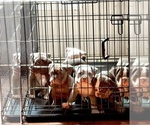 Small #24 Olde English Bulldogge