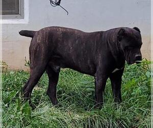 Father of the Cane Corso puppies born on 12/19/2021