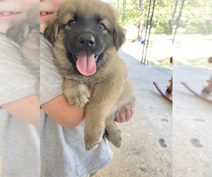 Anatolian Shepherd-Great Pyrenees Mix Puppy for sale in SLOCOMB, AL, USA