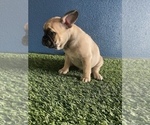 Puppy 5 French Bulldog