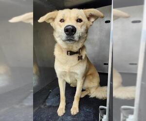 Mutt Dogs for adoption in San Antonio, TX, USA