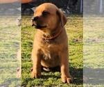 Puppy Orange Collar Cane Corso-Rottweiler Mix