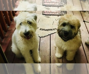 Soft Coated Wheaten Terrier Puppy for sale in TALLAHASSEE, FL, USA