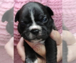 Small Photo #8 Faux Frenchbo Bulldog Puppy For Sale in ALTOONA, KS, USA