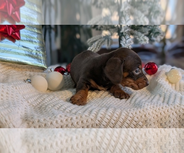 Medium Photo #16 Dachshund Puppy For Sale in GOSHEN, IN, USA