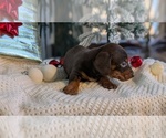 Small #15 Dachshund