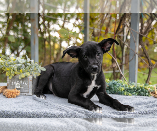 Medium Photo #1 Border Collie-Boxer Mix Puppy For Sale in MILLERSBURG, IN, USA