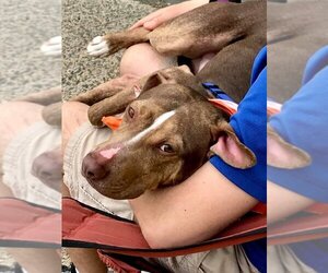 BamBam *Adopt or Foster* - Male Catahoula Leopard Dog-Unknown Mix Dog for Adoption - Photo #4