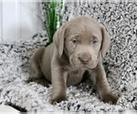 Small #5 Labrador Retriever