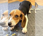 Small #2 Beagle
