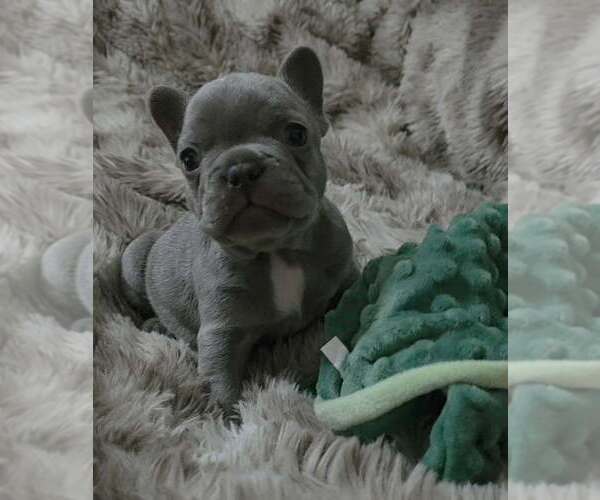Medium Photo #3 French Bulldog Puppy For Sale in BOSTON, KY, USA
