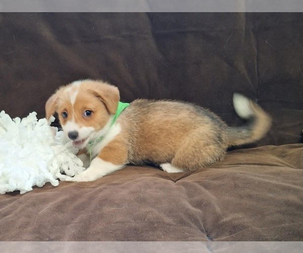 Medium Photo #28 Pembroke Welsh Corgi Puppy For Sale in ARROYO GRANDE, CA, USA
