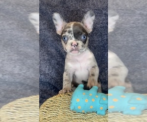 Medium French Bulldog