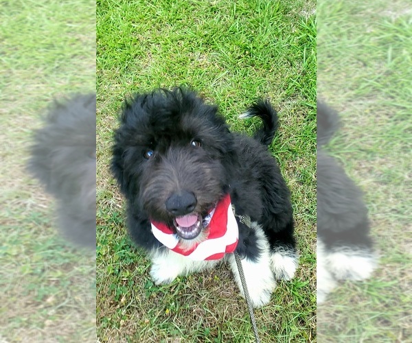 Medium Photo #1 Pyredoodle Puppy For Sale in SALUDA, SC, USA
