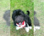 Small Photo #1 Pyredoodle Puppy For Sale in SALUDA, SC, USA